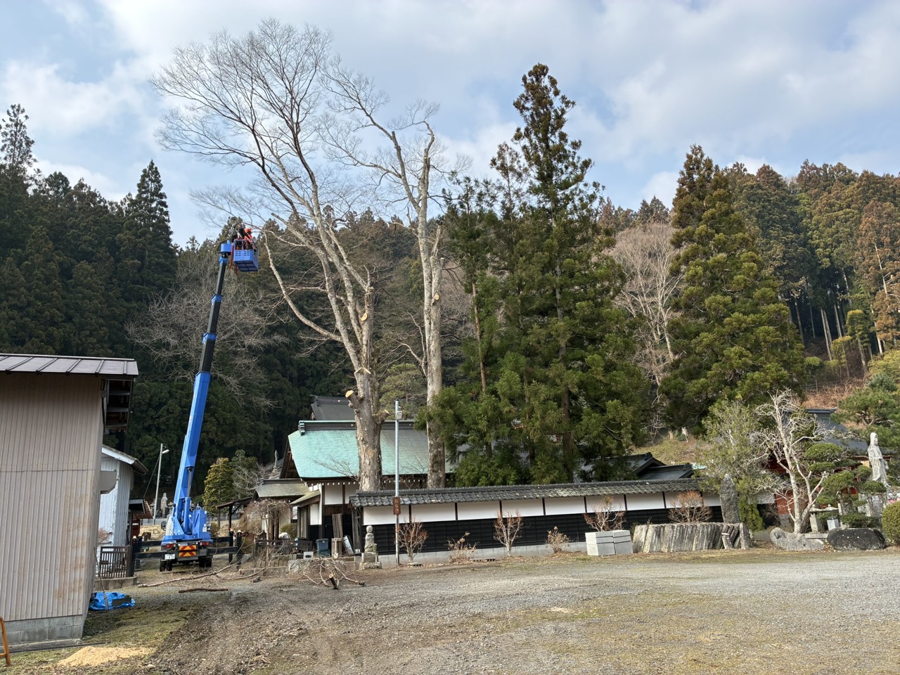 高木の特殊伐採作業